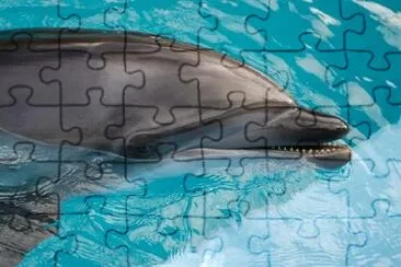 Baby Dolphin jigsaw puzzle