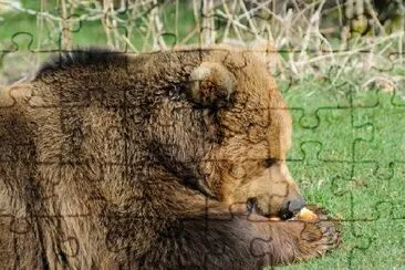 Brown Bear Eating jigsaw puzzle