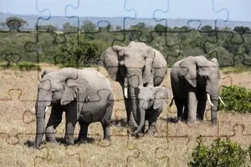 Elephant Tribe jigsaw puzzle