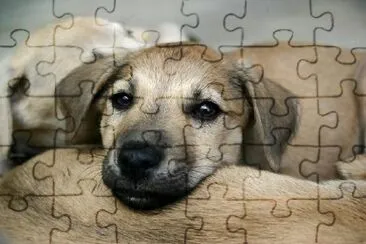 The Puppy Look jigsaw puzzle