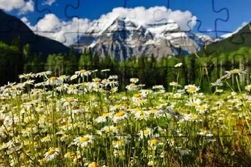 Gänseblümchen am Mount Robson Provincial Park, Kanada