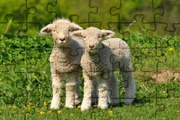 Two Cute Lambs jigsaw puzzle