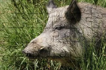 Pig in the Sun jigsaw puzzle