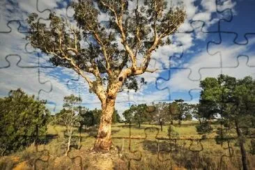 Typical Rural Scenery in Australia jigsaw puzzle