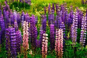 Purple and Pink Garden Lupin jigsaw puzzle