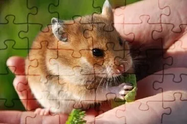 Hamster jigsaw puzzle