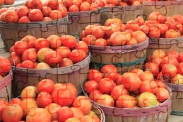 Tomatoes jigsaw puzzle