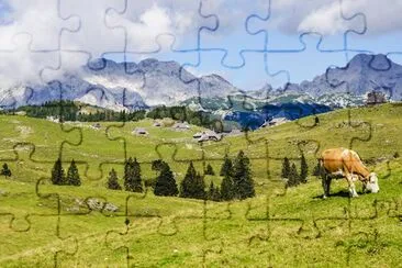 Zebra Outdoors jigsaw puzzle