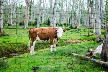 Cow at Forest jigsaw puzzle