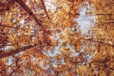 Leaves at the Forest jigsaw puzzle