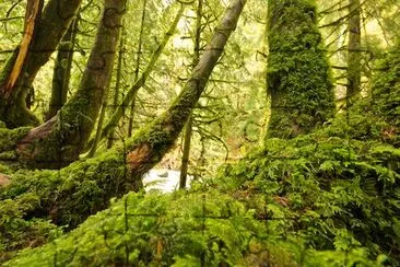 Green Forest jigsaw puzzle