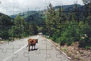 Cow on the Road, Vietnam jigsaw puzzle