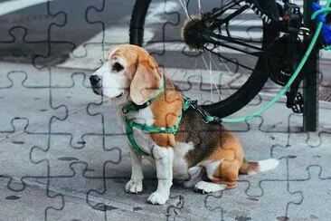 Puppy at the Street jigsaw puzzle