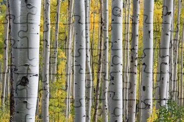 Trees in the Forest jigsaw puzzle