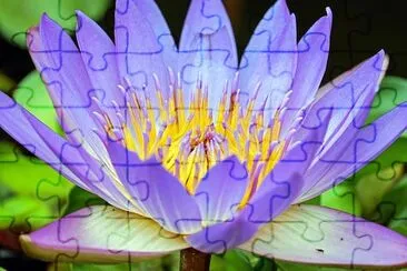 Water Lily jigsaw puzzle