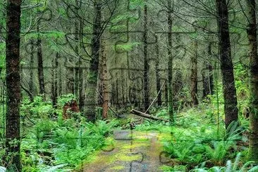 The Forest jigsaw puzzle