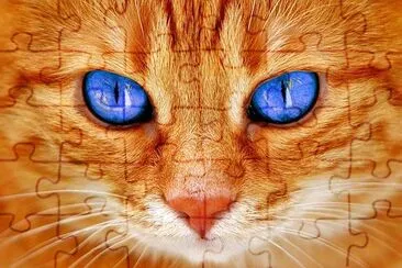 Cats Eyes jigsaw puzzle