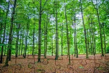 Green Forest jigsaw puzzle