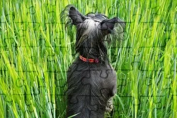 a Dog in the Grain jigsaw puzzle