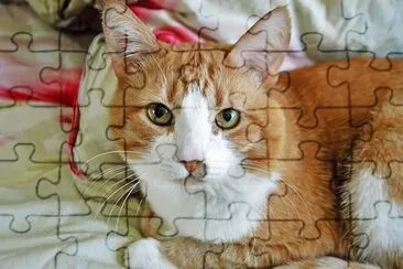 Cute Cat jigsaw puzzle