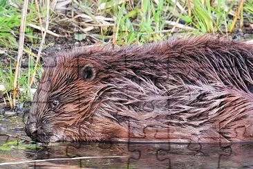 Beaver Time jigsaw puzzle