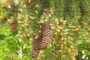 Pine Cones jigsaw puzzle