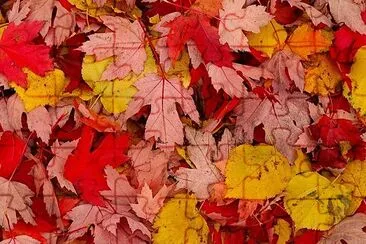 Autumn Leafes jigsaw puzzle