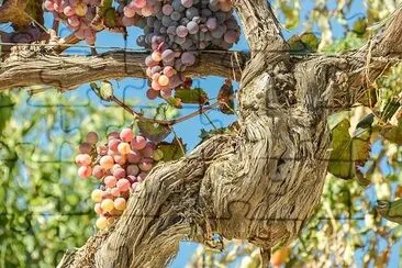 Grapes on a Tree jigsaw puzzle