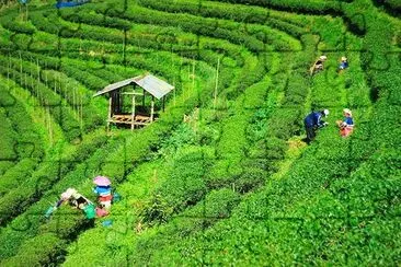 Tea Plantations Thailand jigsaw puzzle