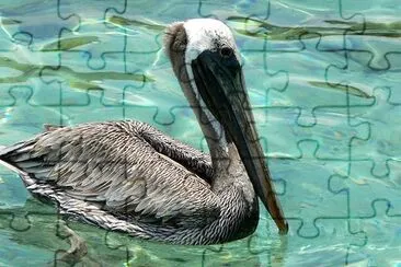 Daily Pelican jigsaw puzzle