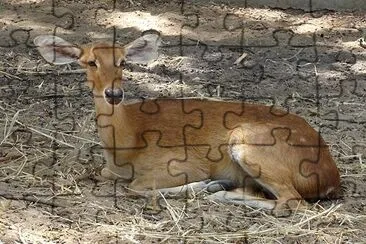 Deer jigsaw puzzle