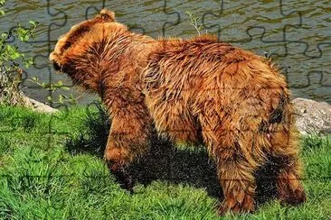 European Brown Bear jigsaw puzzle