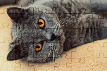 Grey Cat jigsaw puzzle