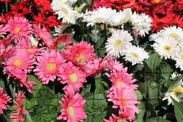 Gerber Daisy jigsaw puzzle