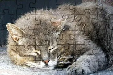 Sleepy Sweet Cat jigsaw puzzle