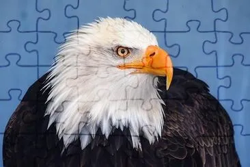 Bald Eagle jigsaw puzzle