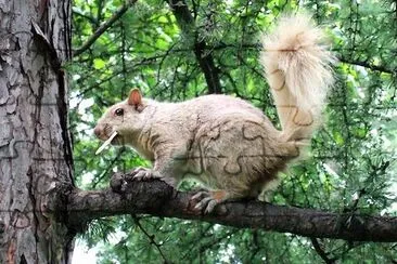 Squirrel on a Tree jigsaw puzzle