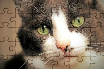 Cat Eyes jigsaw puzzle