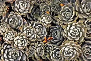 Succulentes rocheuses