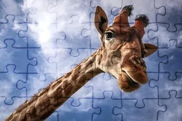 Giraffe Head jigsaw puzzle