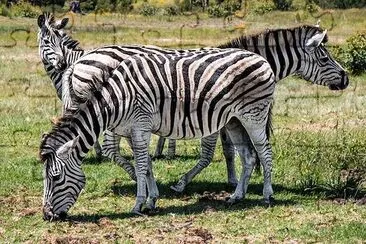 3 Zebras jigsaw puzzle