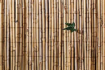 Bamboo Fence jigsaw puzzle