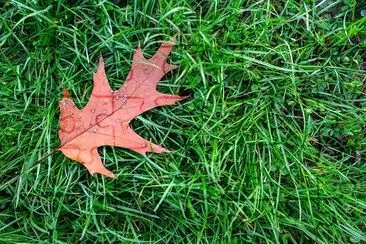 Leaf on the Grass jigsaw puzzle