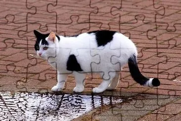 Domestic Cat jigsaw puzzle