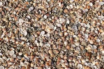 Seashells jigsaw puzzle