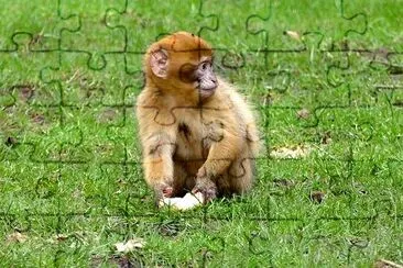 Baby Monkey jigsaw puzzle