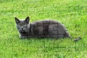 Cat on the Grass jigsaw puzzle