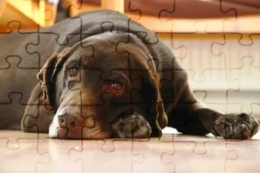 Labrador brown jigsaw puzzle