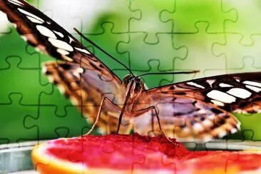 Butterfly jigsaw puzzle