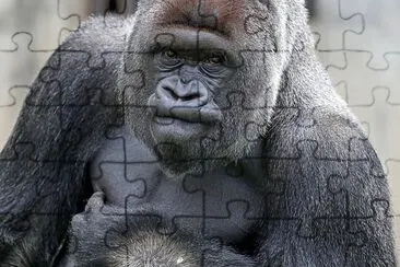 Gorilla, male, Silver Back jigsaw puzzle